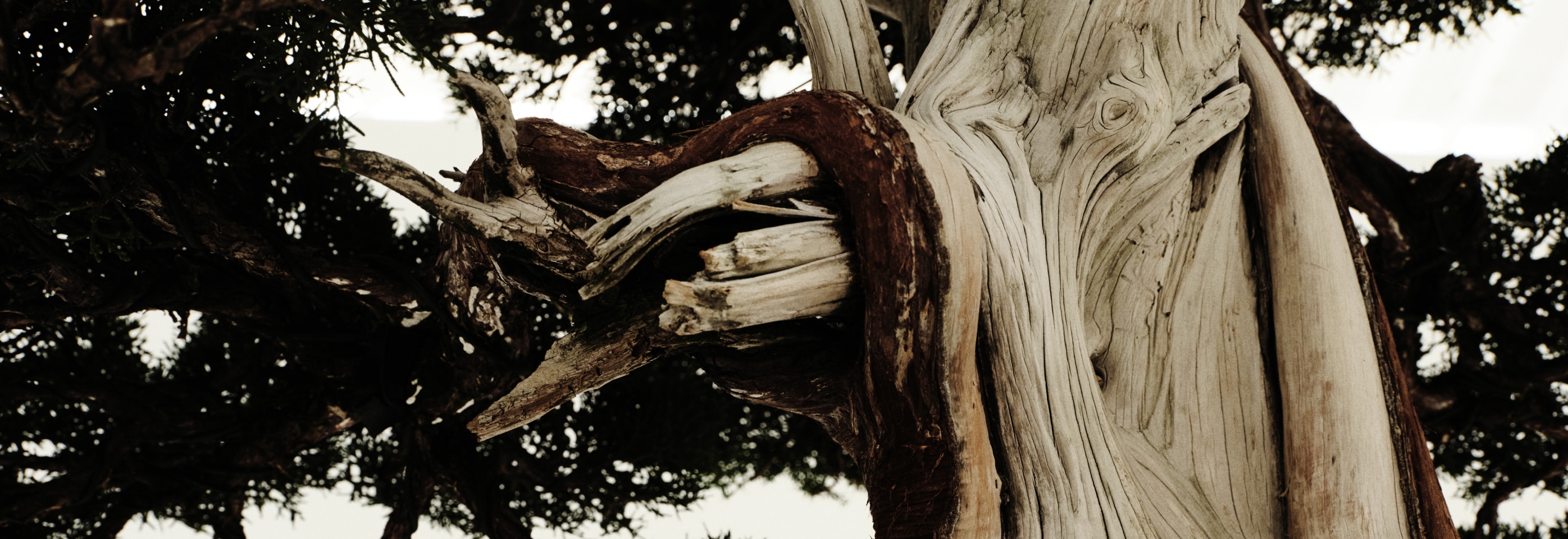 The Essence of Fashion and Bonsai, according to TRADMAN’S BONSAI CEO Teppei Kojima