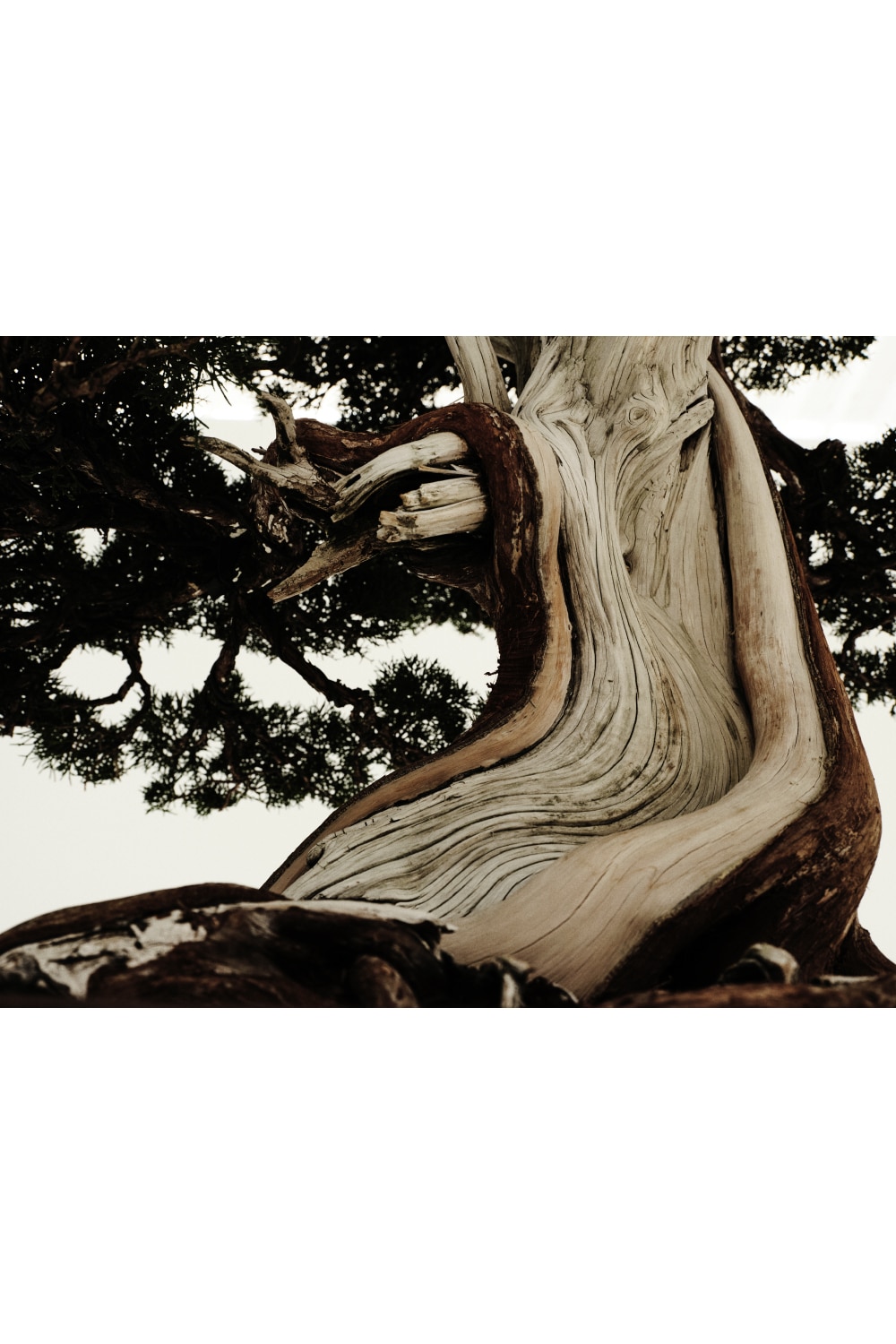 WILDSIDE × Tradman's BONSAI Vol.1