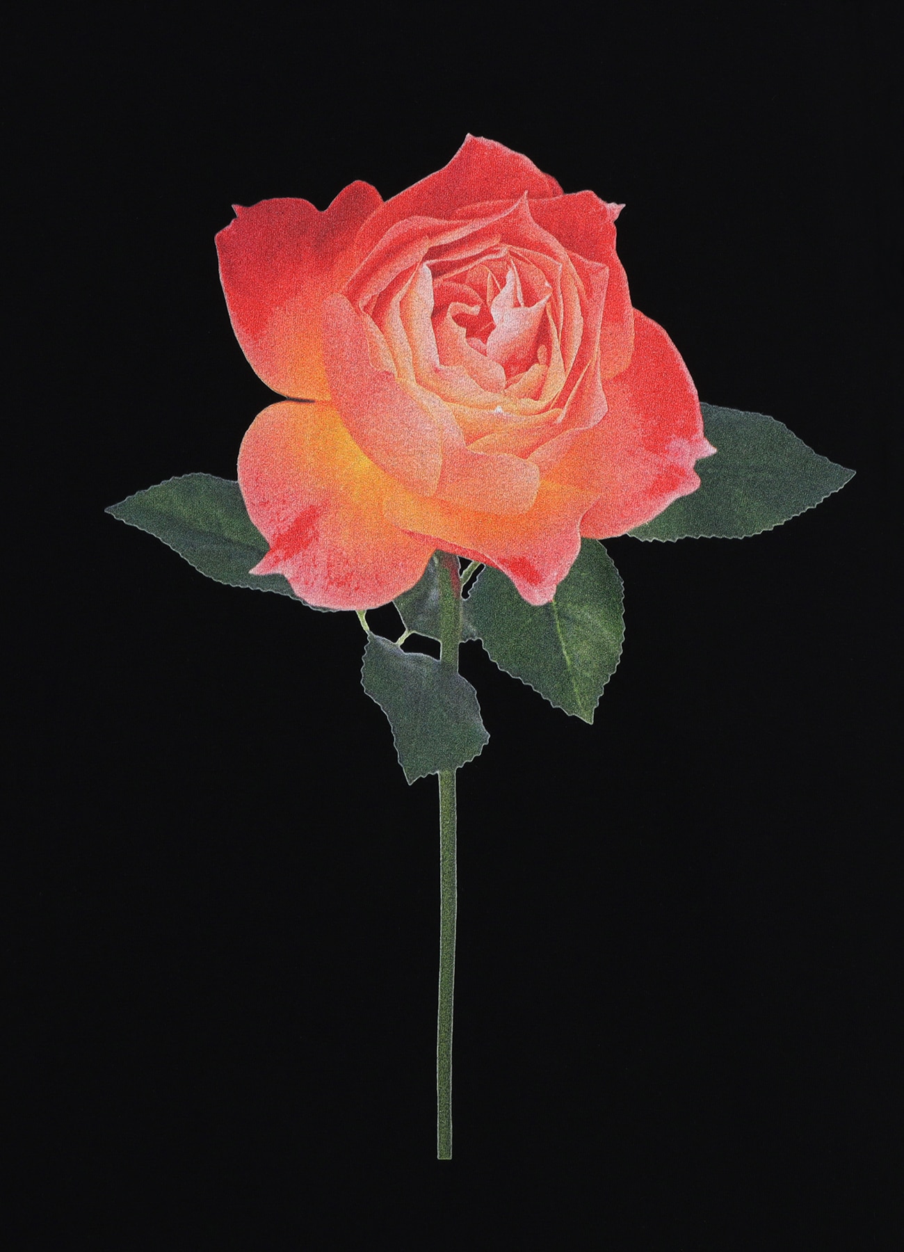 Lady Rose Long Sleeve T-shirt_7